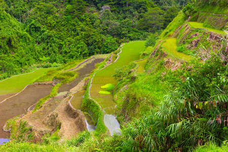 Rice fields layered with terraces in Philippines. Rice fields surrounded by lush tropical vegetation.  の写真素材