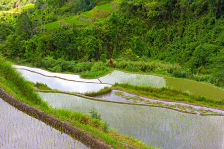 Steep terraces of rice plantations in Philippines. Agricultural landscape surrounded by lush tropical vegetation.の写真素材