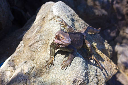 Green Iguana on a rock at St Thomas Island, US VI. Large iguana is watching from the sizable rock.の写真素材