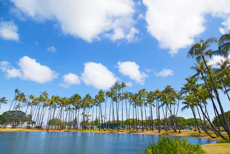 Palm grove near water on the tropical island, Hawaii, USA. Scenic view on the tall palm trees of Waikiki beach marina.の写真素材
