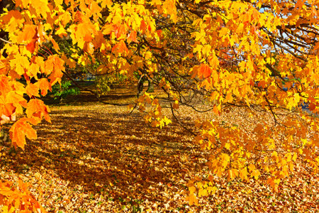 Maple tree branch with shadow highlighted by afternoon sun. Hues of yellow in fall landscape.