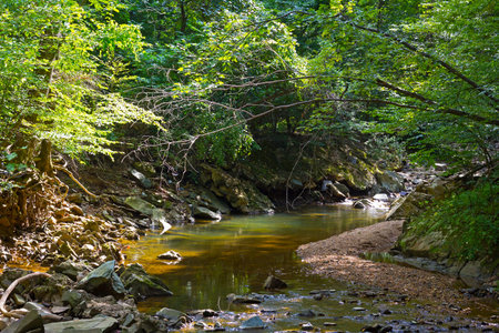A small creek in the summer with reflections. Trees near the creek with branches hanging over its...