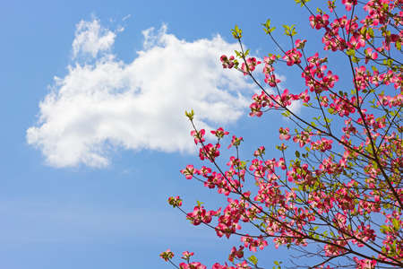 Delicate blossoming tree in spring against blue sky with cloud. Dogwood tree with pink blooms on sky background.の写真素材