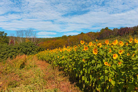 Countryside panorama in autumn, Virginia, USA. Sunflowers field near the forest under cloudy blue sky.の写真素材