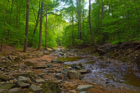 Forest and shallow creek on a sunny day. Water stream and rocky banks of the creek in summer.