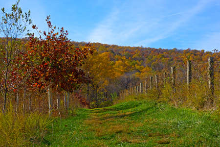 Park conservation area in autumn. Young tree grow protected in special area of the park.の写真素材