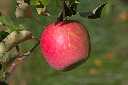 Apple tree branch with a ripe apple. Red apple on a branch in late October.の写真素材