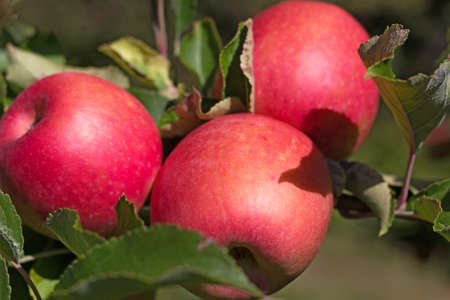 Three red apples grow on the tree branch. Ripe apples in the garden.の写真素材