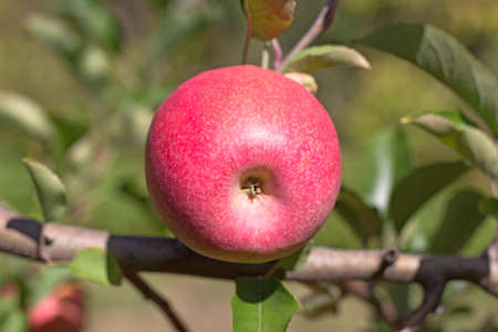 Close-up of apple calyx. Ripe Fiji apple on a branch in late October.の写真素材