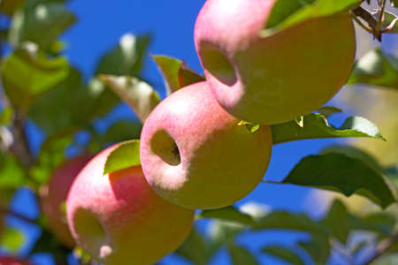 Apple tree branch with apples against a blue sky. Fiji apples on a branch in late October.の写真素材