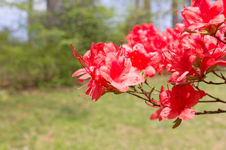 Red azalea branch after rain in forest. Rain drops on azalea flowers with light green background.の写真素材