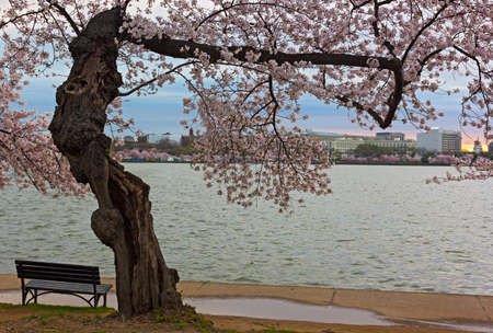 Sunrise at Tidal Basin on a cloudy morning in Washington DC, USA. Empty bench near old cherry tree at the peak of cherry blossom.の写真素材