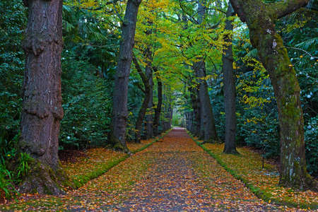 Alley in autumn park. Scenic forest footpath with fallen leaves and benches.の写真素材