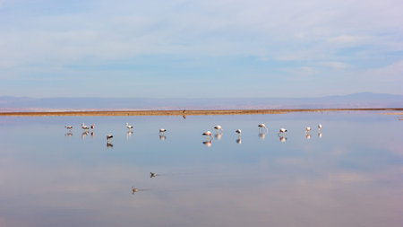 Flamingos of Salar de Atacama, Chile. Quiet lake water with birds and clouds reflection in the desert.の写真素材