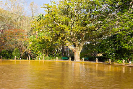 A park and gardens with thermal pool and diverse flora on early autumn morning on Sao Miguel Island, Azores. Brown colored water with trees reflection on a sunny morning in Furnas, Portugal.の写真素材