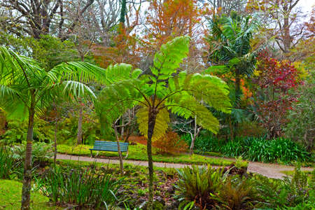 An empty bench in the autumn park surrounded by diverse flora. Park alleys and hot volcanic stream with palm and fern trees.の写真素材