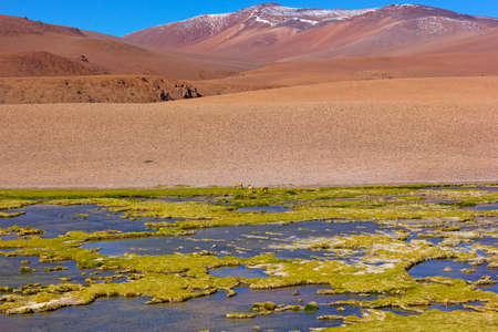 Panorama of Atacama Desert at high altitude after the rain. Natural beauty of unspoiled desert landscape.の写真素材
