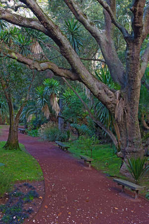 Alley in a tropical park on Sao Miguel Island, Azores, Portugal. Forest magic of large trees, palms and ground covered in moss.の写真素材