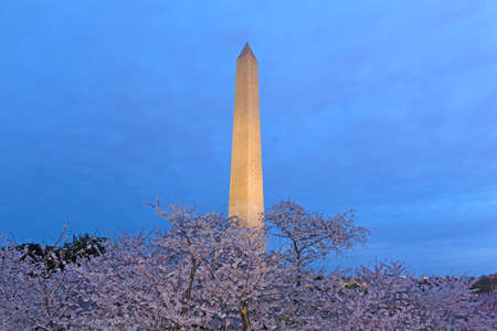 Washington Monument at night during cherry blossom, USA. National Mall landmark is surrounded by flowering cherry trees.のeditorial素材