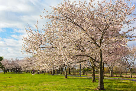 Blossoming cherry trees at East Potomac Park in Washington DC, USA. Flowers abundance on mature cherry trees in spring.の写真素材
