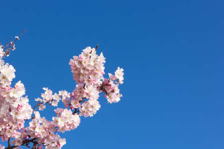 A cherry tree branch with delicate flowers against a clear blue sky. Cherry tree flowers at close-up on blue background.の写真素材