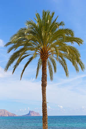 High palm tree on a beautiful beach. Sunny summer day on Costa Blanca, Spain.の写真素材