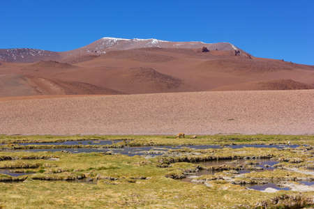 Majestic landscape with animals grazing on grass after a rain in Atacama Desert, Chile. The natural beauty of high altitude wilderness.の写真素材