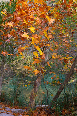 Autumn landscape with deciduous tree near creek. Late autumn at hot springs in Montanejos, Spain.の写真素材