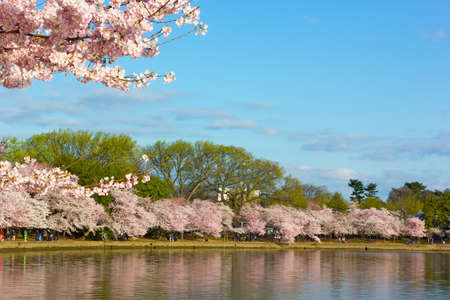 Cherry blossom abundance around Tidal Basin on early morning. Blossoming cherry trees at its peak in Washington DC, USA.の写真素材