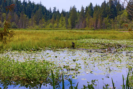 Lush vegetation in overgrown Beaver Lake of Stanley Park in Vancouver BC, Canada. Hues of green flora and white water lilies surround a large heron on the lake.の写真素材