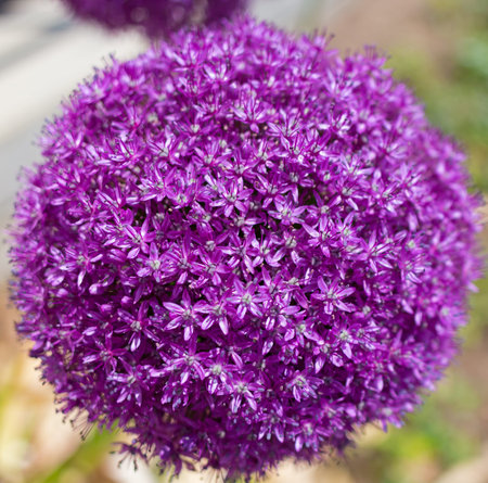 Closeâ€“up of giant Allium purple flower. Tiny intricate flowers on thin hollow stems inside...