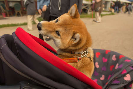 cute dogの写真素材