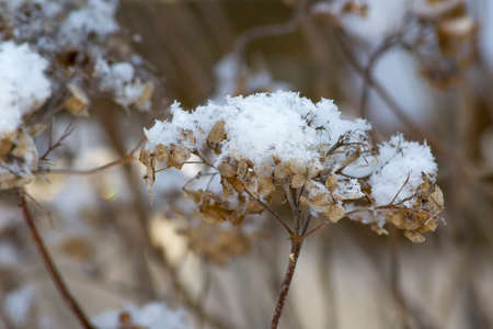 Snow Winter Plantの写真素材