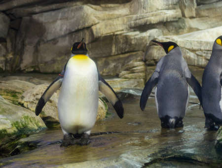 Penguinsの写真素材