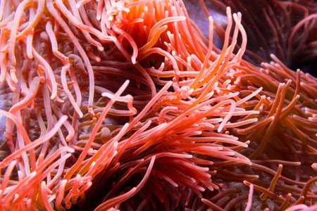 Red Actinia