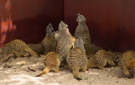 Meerkats on Sandの写真素材