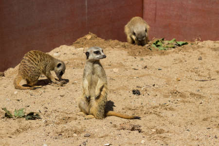Meerkats on Sandの写真素材