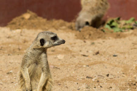 Meerkats on Sandの写真素材