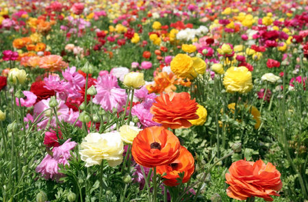 Deep Colorful flower field multicolor