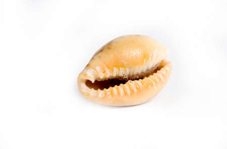 shellの写真素材