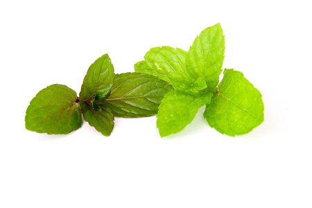 Mint leaves ISOLATED