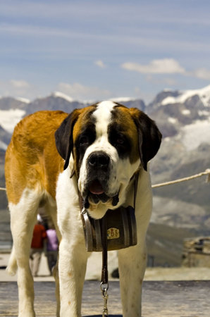  St. Bernard rescue dog in front of snowy Swiss mountains