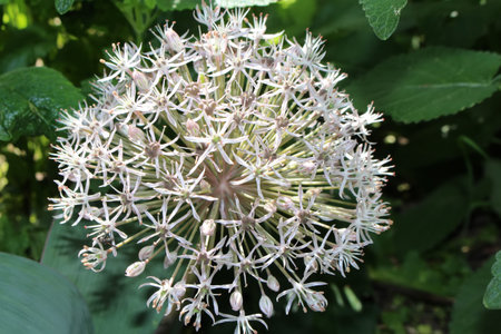 Allium Karataviense ornamental onion flower in organic garden.