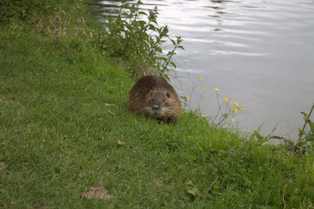 Coypu, myocastor coypus, Czech republicの写真素材