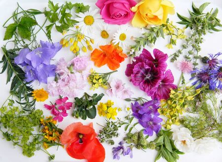 Edible flowers collection isolated on white background. Top viewの写真素材