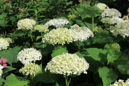 White blooming flowers of Hydrangea in the garden, summer season.