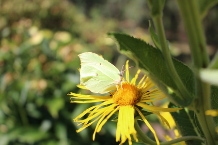 Closeup of yellow sulphur butterfly on the blossoming Inula high (Inula helenium) in organic garden. Medicinal plants, herbs in the gardenの写真素材
