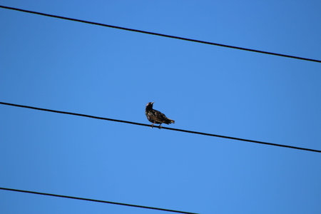 Common starling sitting on electric wiresの写真素材