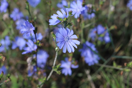 Closeup blue wild flower on a green background Cichorium intybus , soft focusの写真素材