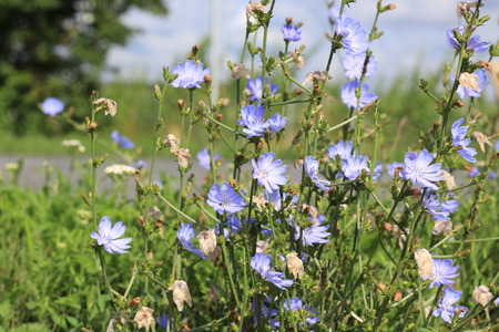 Closeup blue wild flower on a green background Cichorium intybus, soft focusの写真素材
